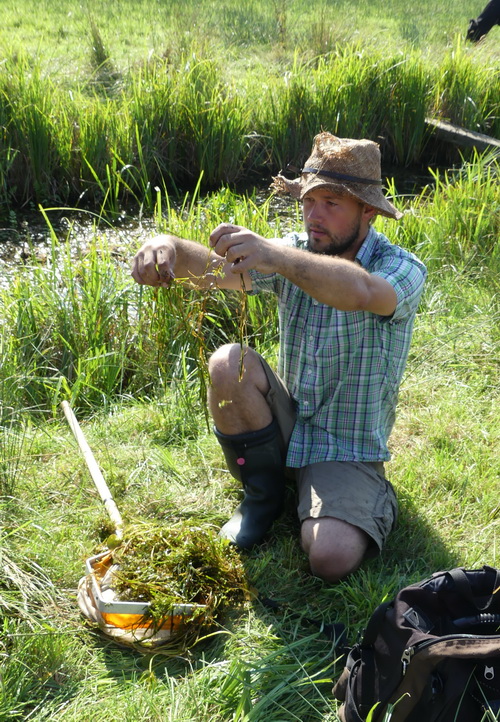 A seed collector kneeling down next to a fishing net full of pond weed